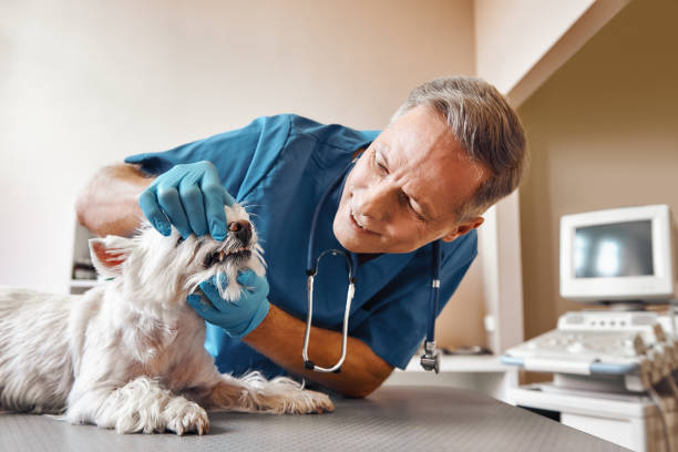 Best Emergency Gum Treatment in Inverness, IL
